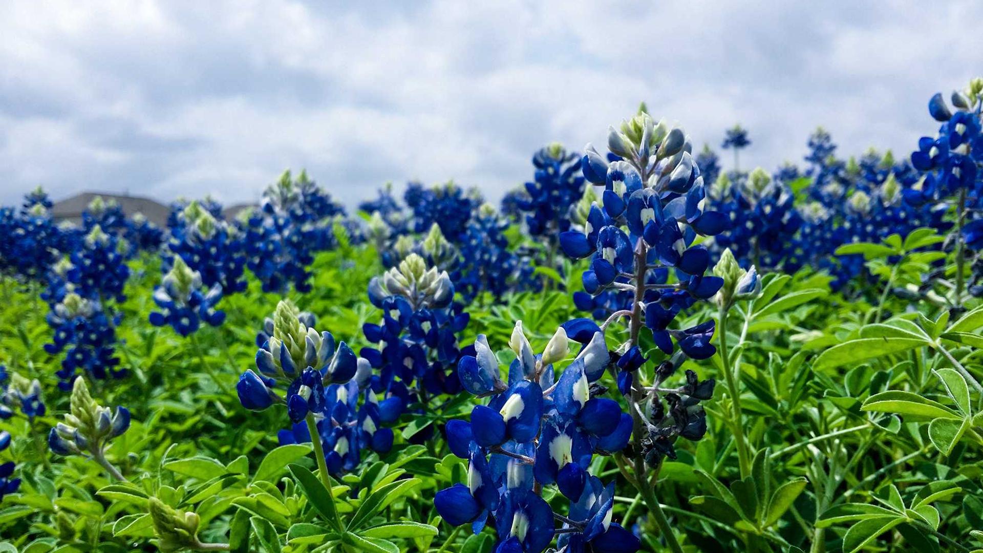 Cinematic background